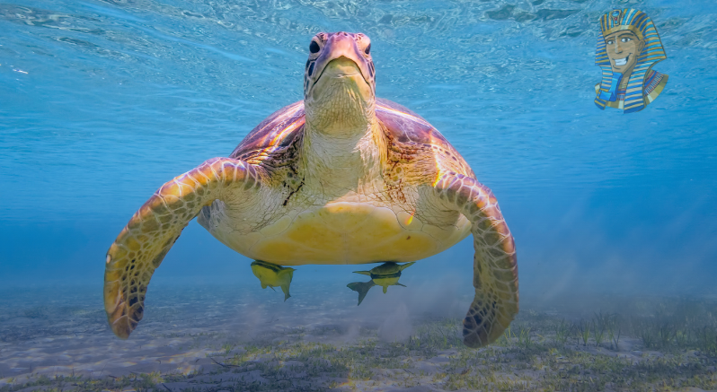 Abu Dabbab turtle bay