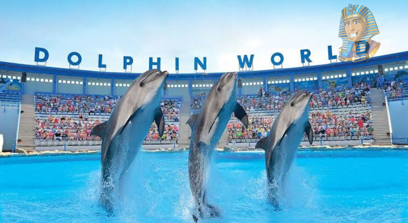 Hurghada Dolphin Show